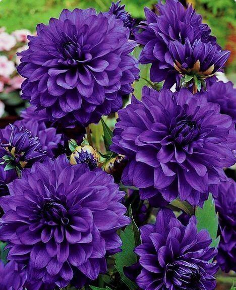 №916557 - оригинал