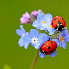 Схема вышивки «№916567»