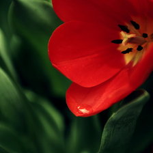 Схема вышивки «цветок»