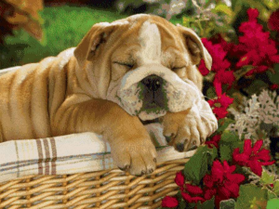 собака - собака, животные - предпросмотр