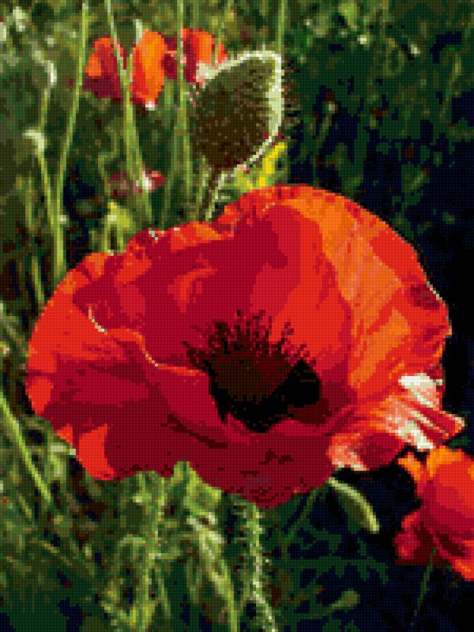 мак - цветы - предпросмотр