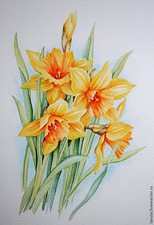 нарцызы - цветы - оригинал