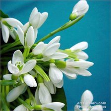 подснежник