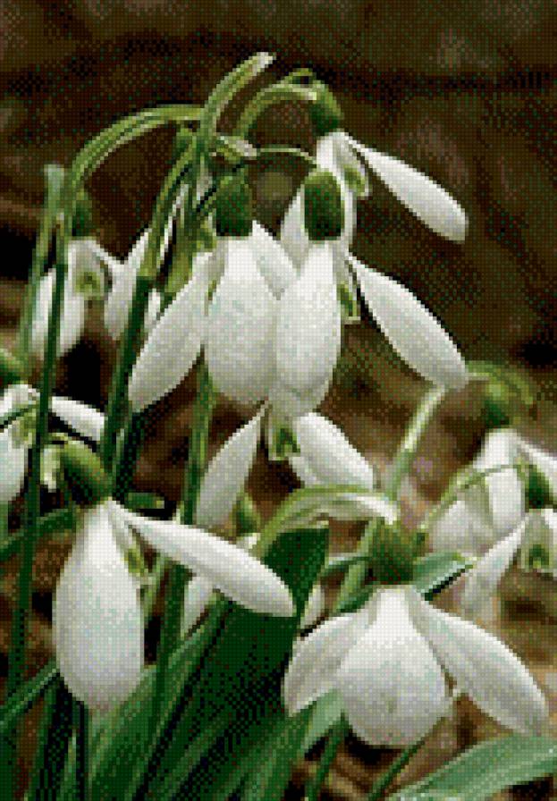 подснежник - цветы - предпросмотр