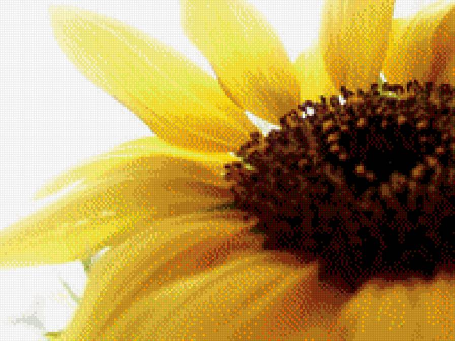 подсолнух - цветы - предпросмотр