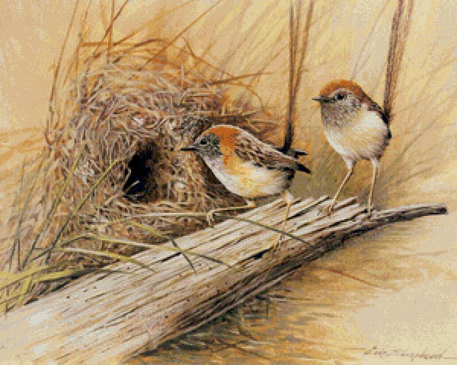 пара птичек у гнезда - ветка, графика, семья, птицы, природа, пара, гнездо - предпросмотр