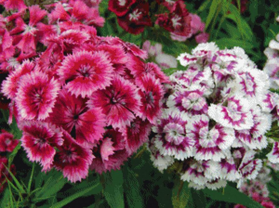 Гвоздика - гвоздика, весна, цветы, букет - предпросмотр