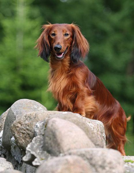 Такса - животные, собаки - оригинал