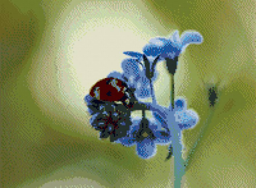 Божья коровка - предпросмотр