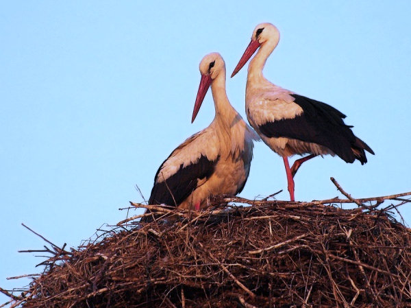 Аисты в гнезде - оригинал