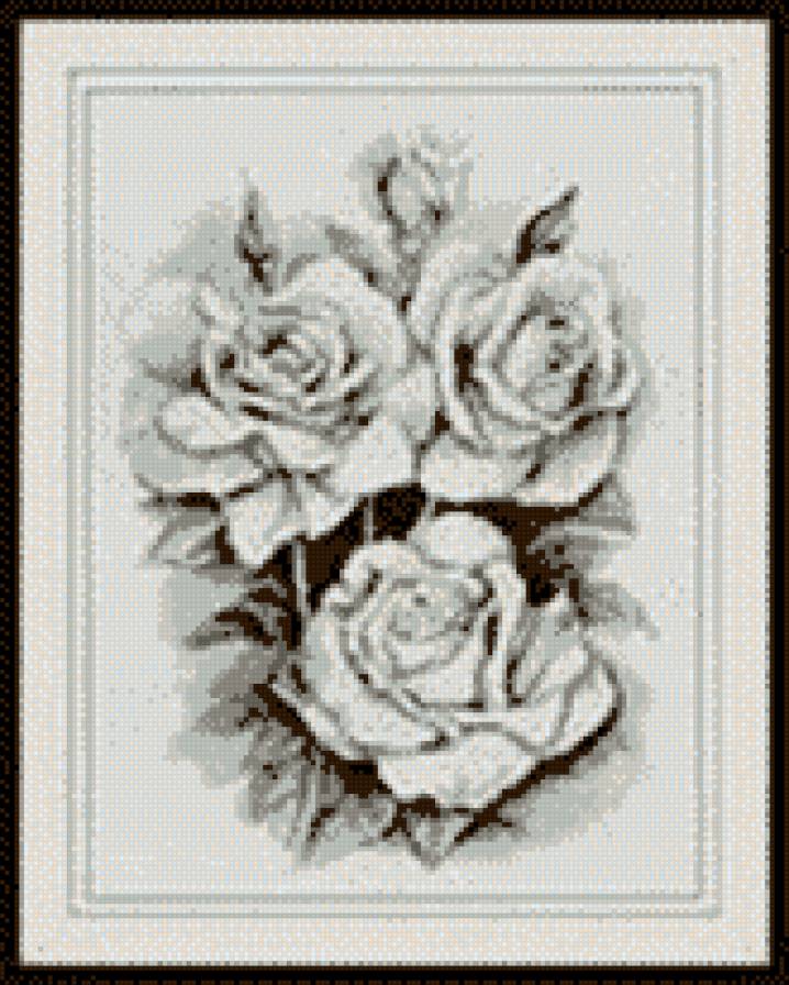 розы - цветы - предпросмотр