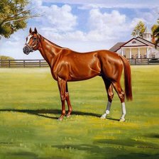 Схема вышивки «породистый скакун»