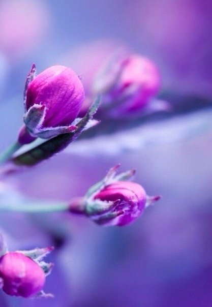 Цветок - оригинал