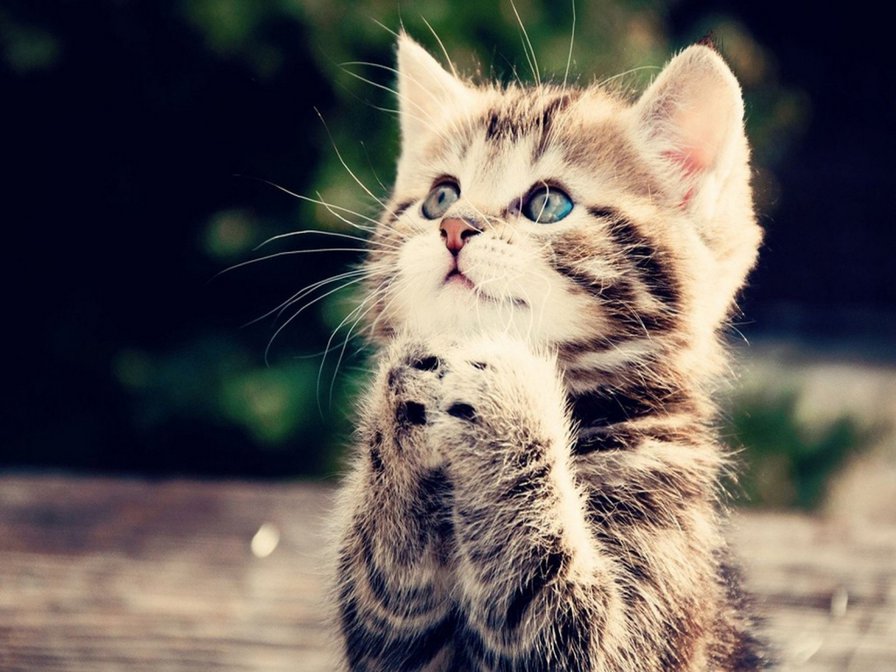 котик - оригинал