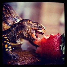 Схема вышивки «черепашка»