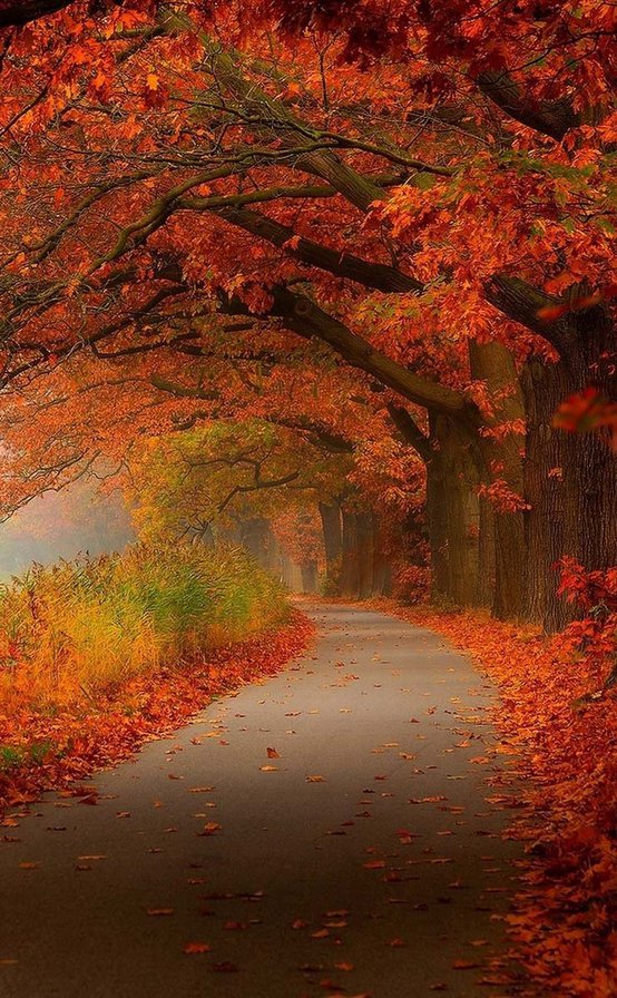 Красная осень - дорога, осень, деревья - оригинал