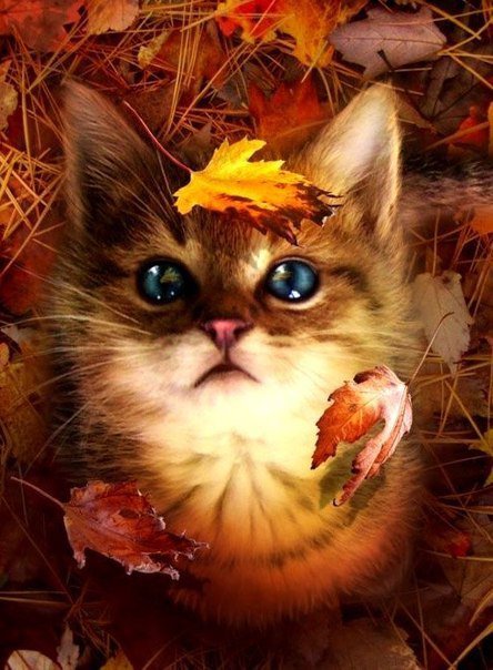 ну посмотри на меня - животные - оригинал