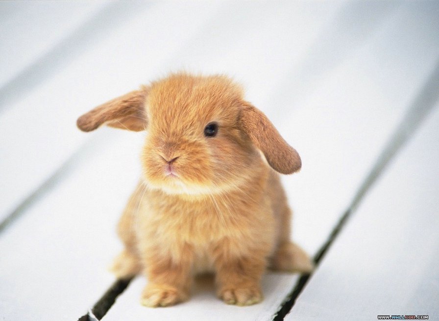 кролик - оригинал