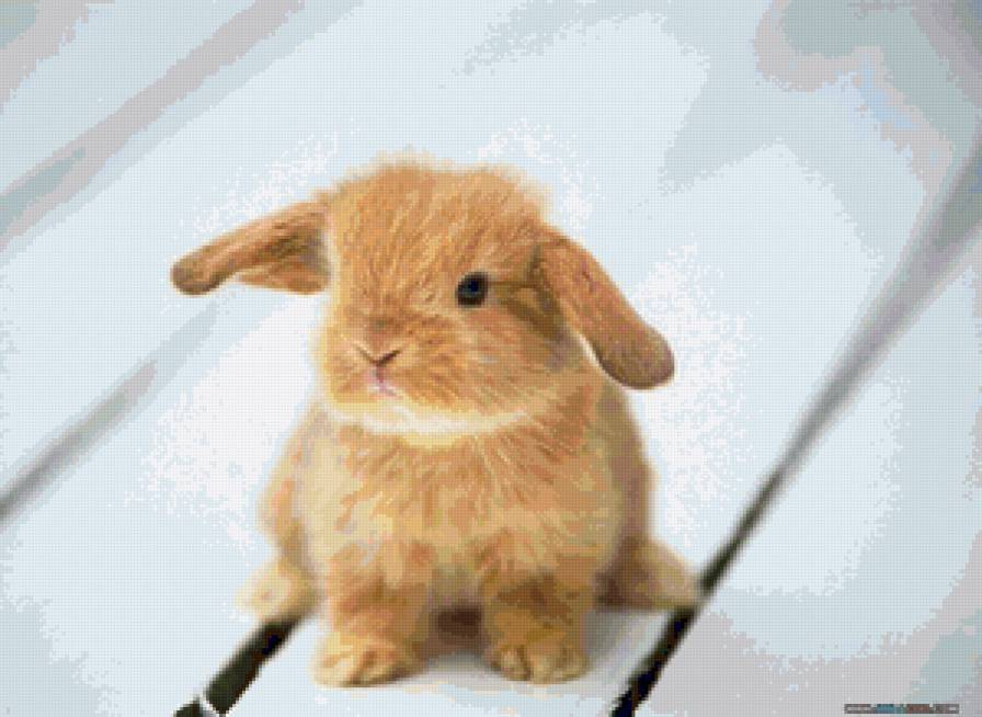кролик - предпросмотр