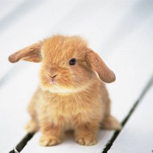 Схема вышивки «кролик»