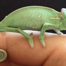 Схема вышивки «Хамелеон 4 см»