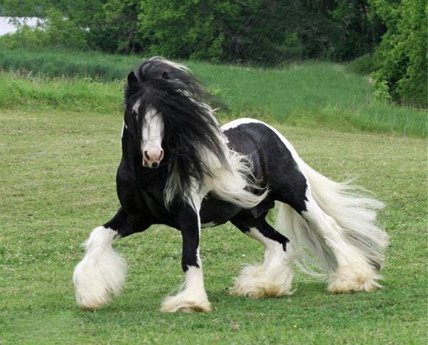 Лошадка - лошади, кони - оригинал