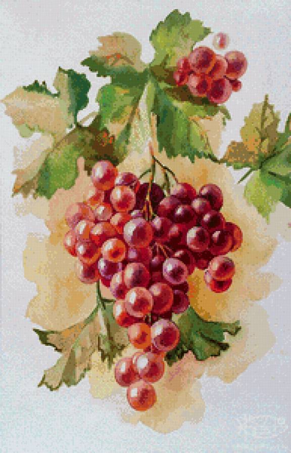 гроздь сочного винограда - ветка, еда, виноград, фрукты, гроздь, кухня, натюрморт, акварель - предпросмотр