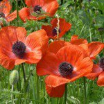 Схема вышивки «маки»