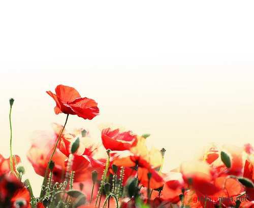 маки - цветы - оригинал