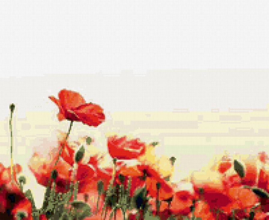 маки - цветы - предпросмотр