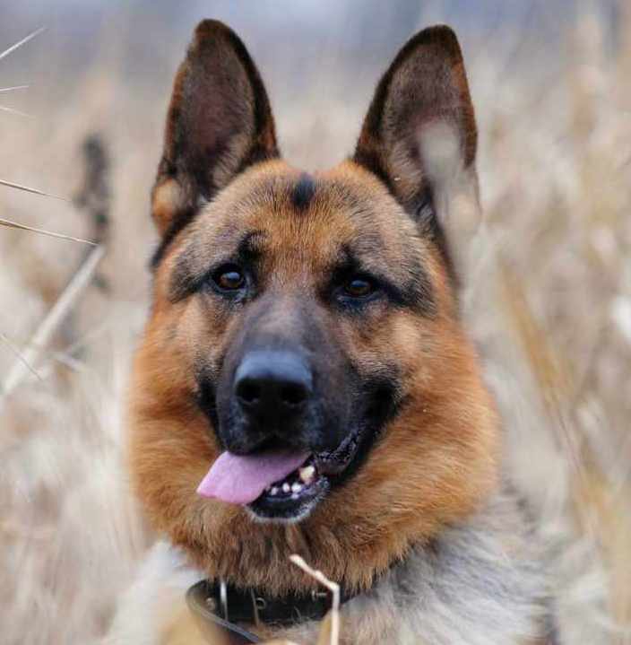 овчарка - оригинал