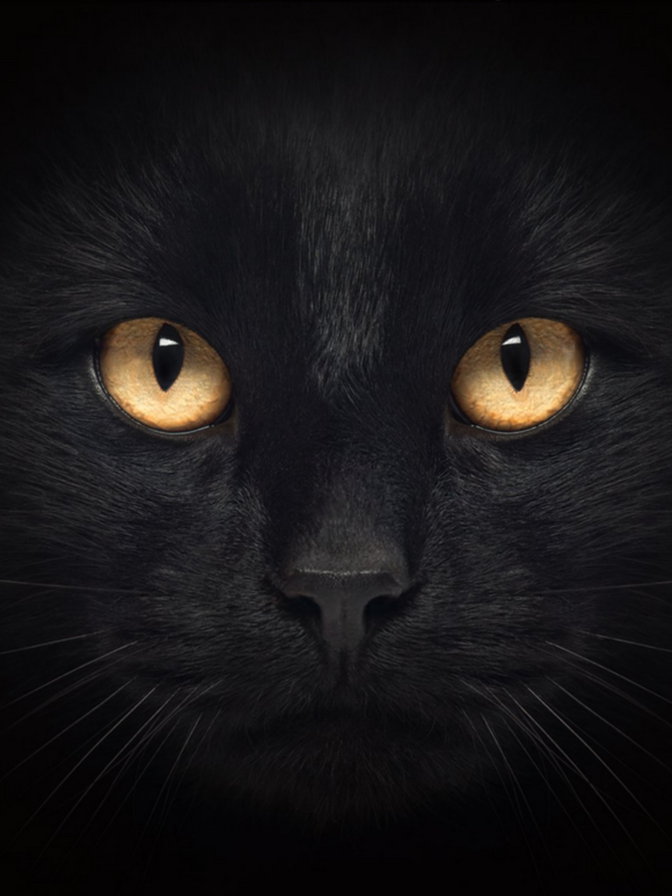 черный кот - коты, кот - оригинал