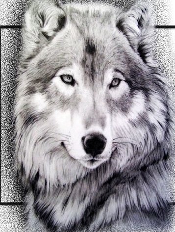 Волки - волки, животные - оригинал