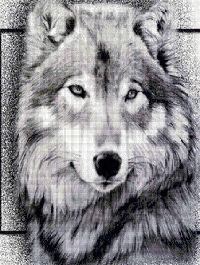 Волки - волки, животные - предпросмотр