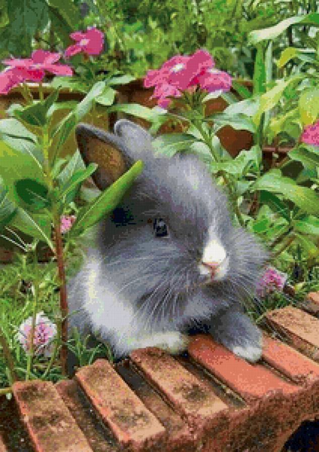 Милашка - животные, природа, цветы, зайчонок - предпросмотр