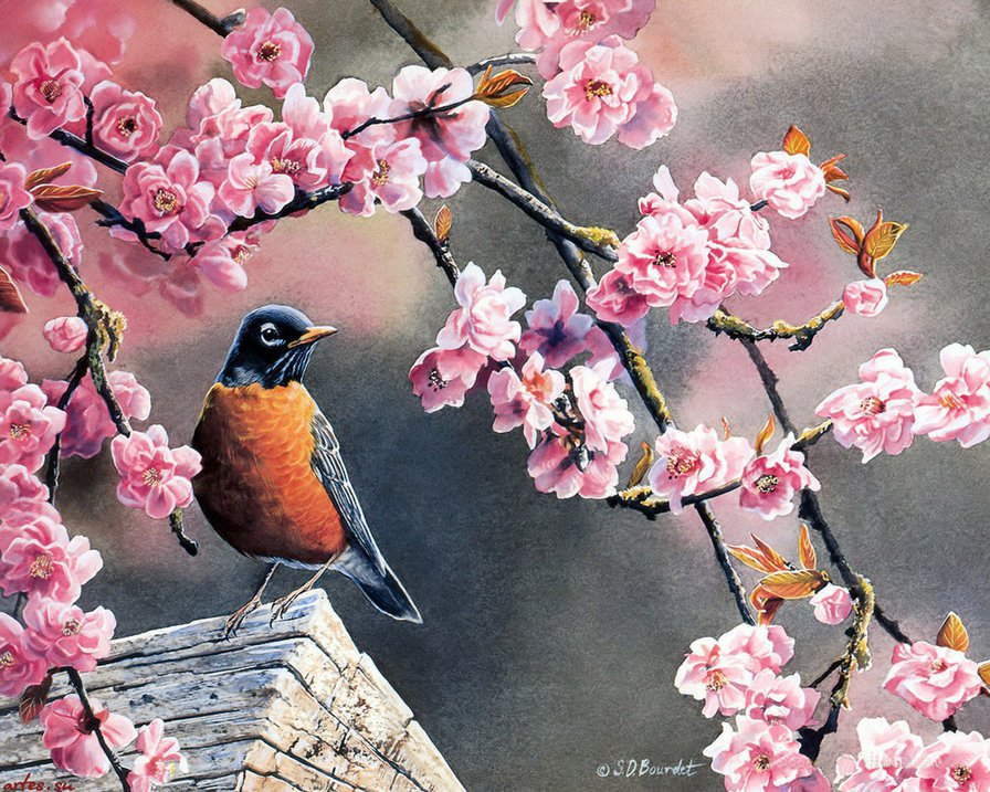 птица и ветка сакуры - весна, природа, птица, рисунок, сакура, цвет, графика - оригинал