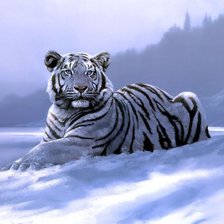 Оригинал схемы вышивки «белый тигр в снегу» (№920859)