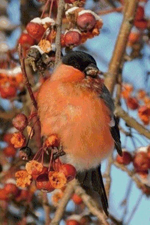 Зимние птички-3 - птицы, зима - предпросмотр