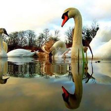 Схема вышивки «Cisnes»