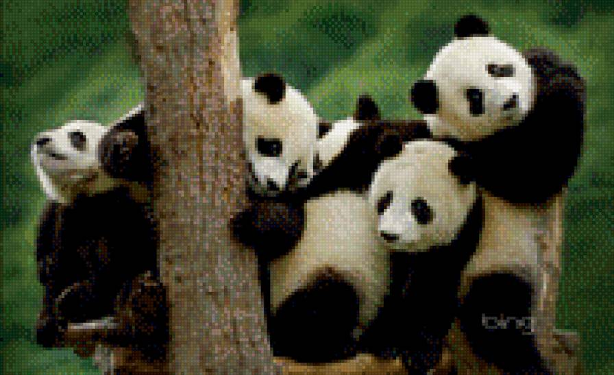 Пандочки - предпросмотр