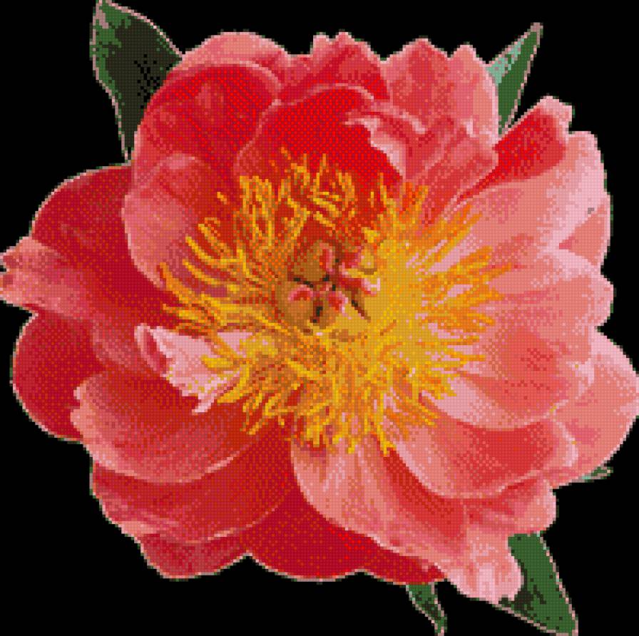 цветок - предпросмотр