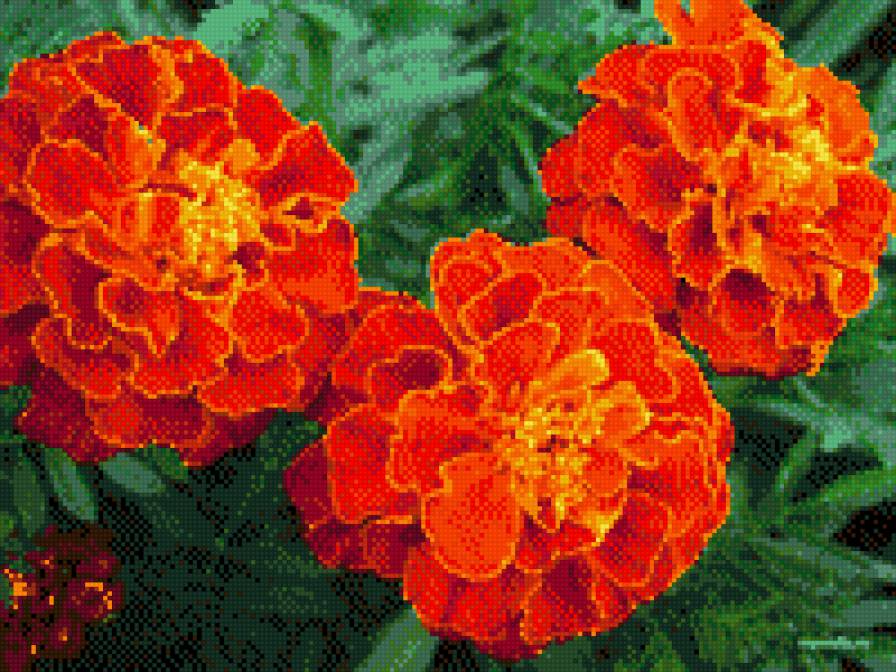 чорнобривці - предпросмотр