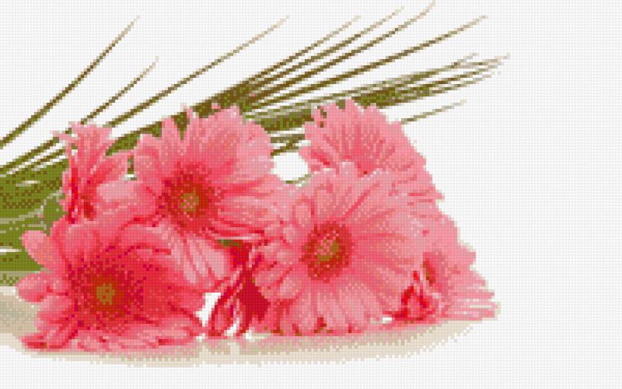 Гербери - предпросмотр