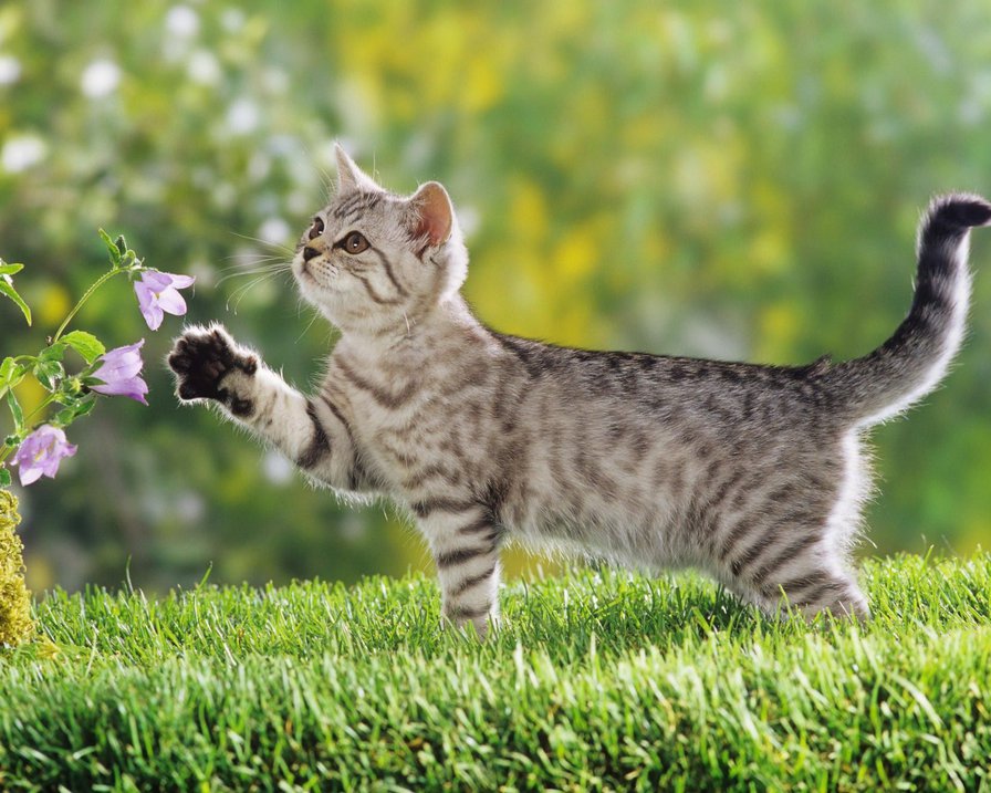 Муркотик - оригинал