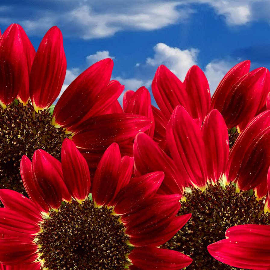 Особливі квіти - оригинал