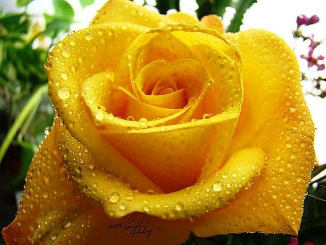 желтая роза - растения, розы, цветы - оригинал