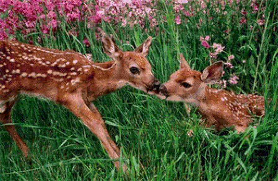 Природа - природа, живитные - предпросмотр