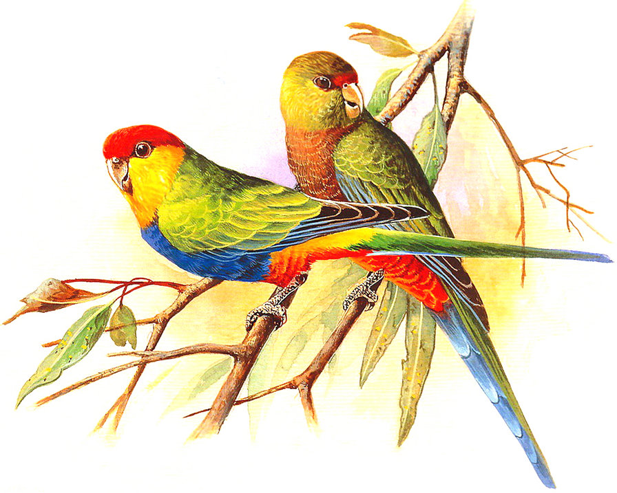 Попугаи - птицы, попугай - оригинал