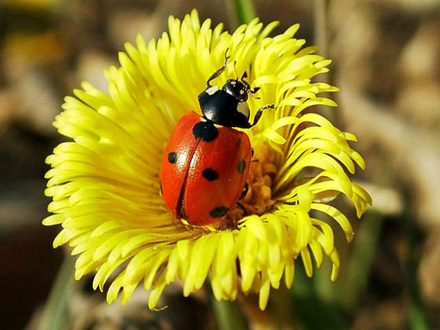 божья коровка - насекомые - оригинал