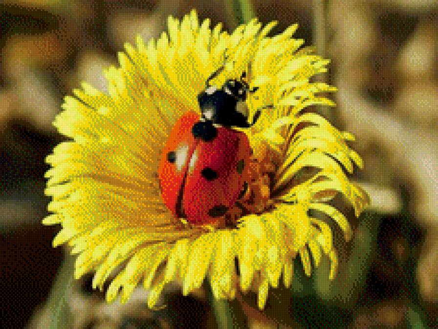 божья коровка - насекомые - предпросмотр